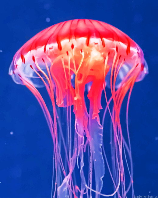 Jellyfish Painting By Numbers.png