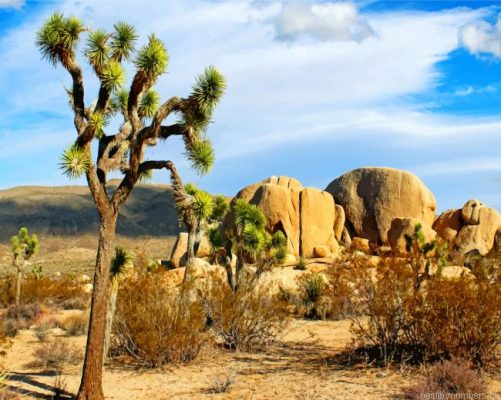 Joshua Tree National Park California Painting By Numbers.png