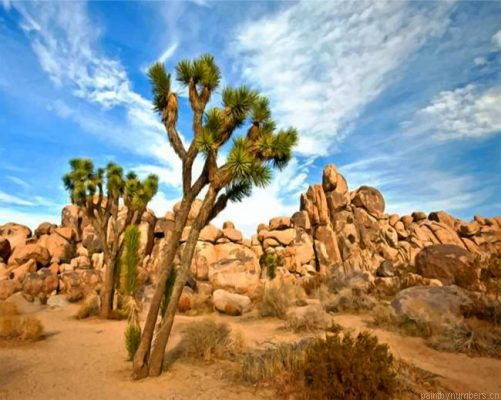 Joshua Tree National Park Painting By Numbers.png