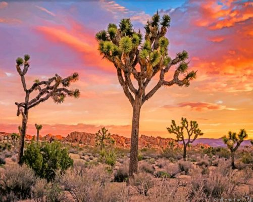 Joshua Trees And Sunset Painting By Numbers.png