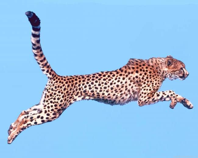 Jumping Cheetah Animals Painting By Numberss.png