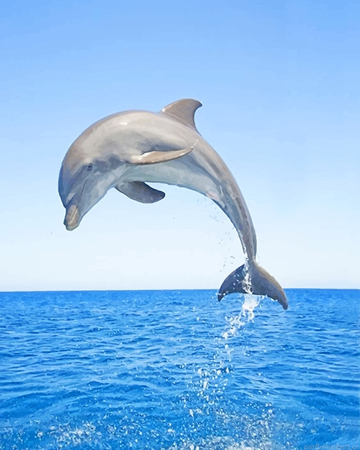 Jumping Dauphin Animals Painting By Numberss.png