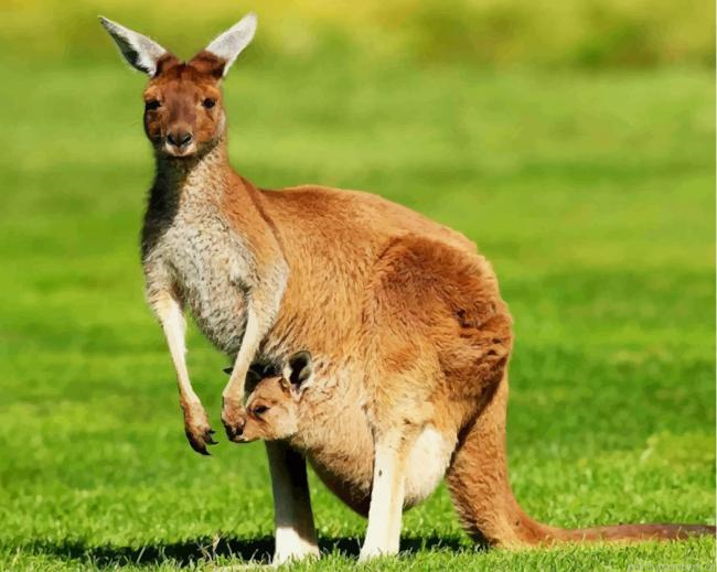 Kangaroo And Her Baby In Marsupium Pouch New Painting By Numberss.png