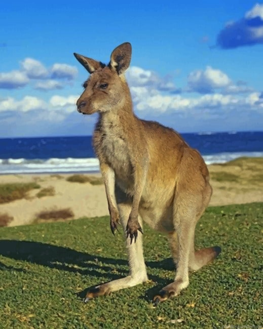 Kangaroo Animal Painting By Numberss.png
