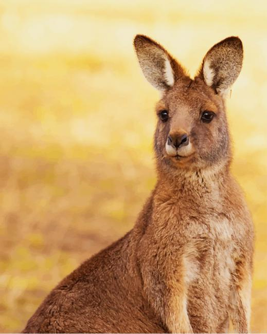 Kangaroo Animals Painting By Numberss.png