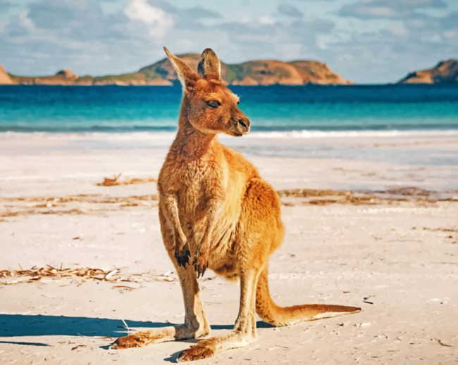 Kangaroo In An Australian Beach Painting By Numbers.png