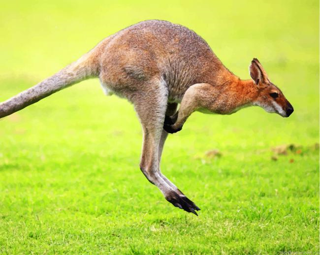 Kangaroo In Green Grass Animals Painting By Numberss.png