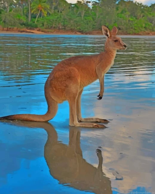 Kangaroo In The River Animals Painting By Numberss.png