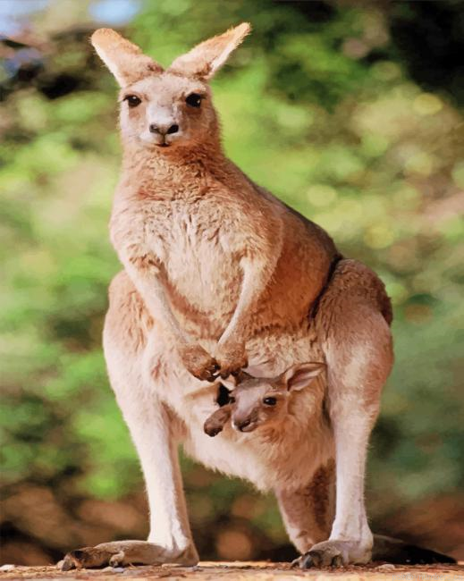 Kangaroo With Her Baby Animals Painting By Numbers.png