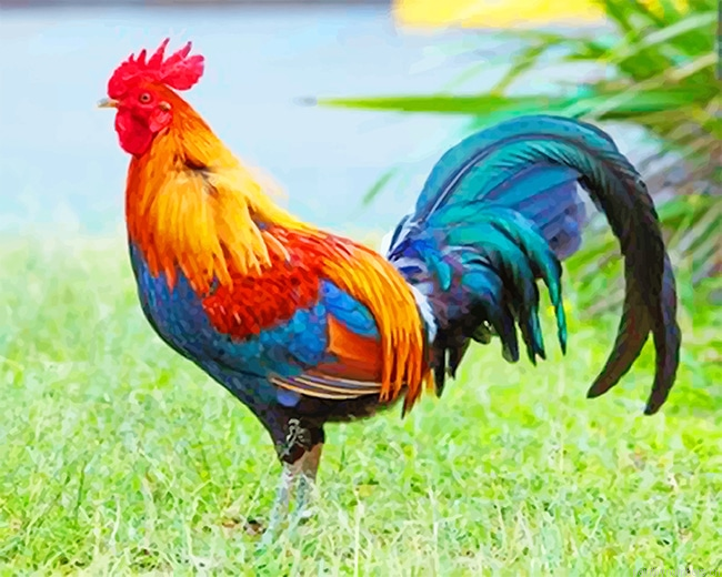 Kauai Chicken Birds Painting By Numberss.png