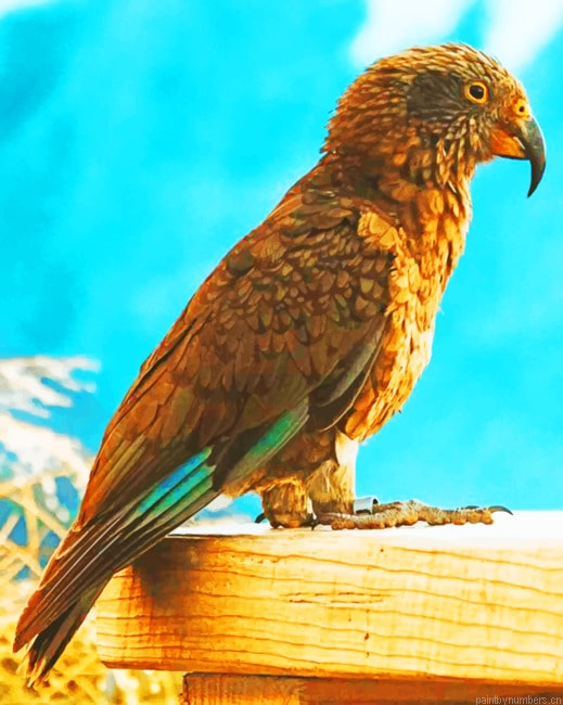 Kea Parrot Bird Painting By Numberss.png