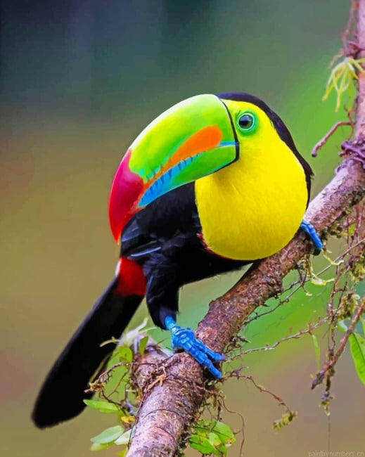 Keel Billed Toucan Birds Painting By Numberss.png