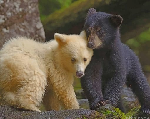 Kermode Bear And Black Bear Cubs Painting By Numbers.png