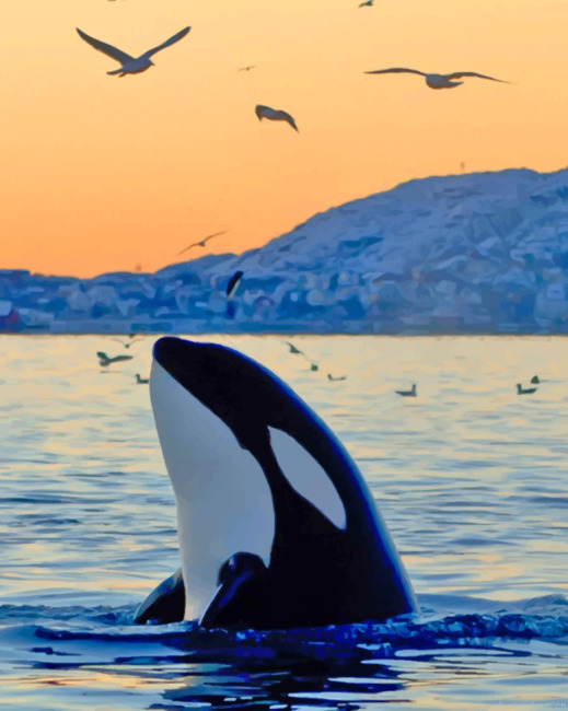 Killer Whale In The Ocean Animals Painting By Numberss.png