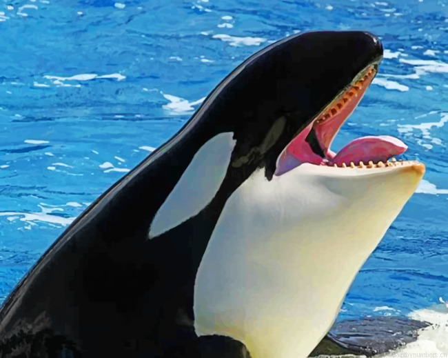 Killer Whale Painting By Numbers.png