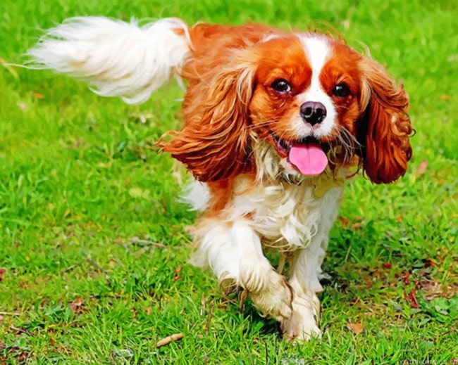 King Charles Cavalier Animal Painting By Numbers.png