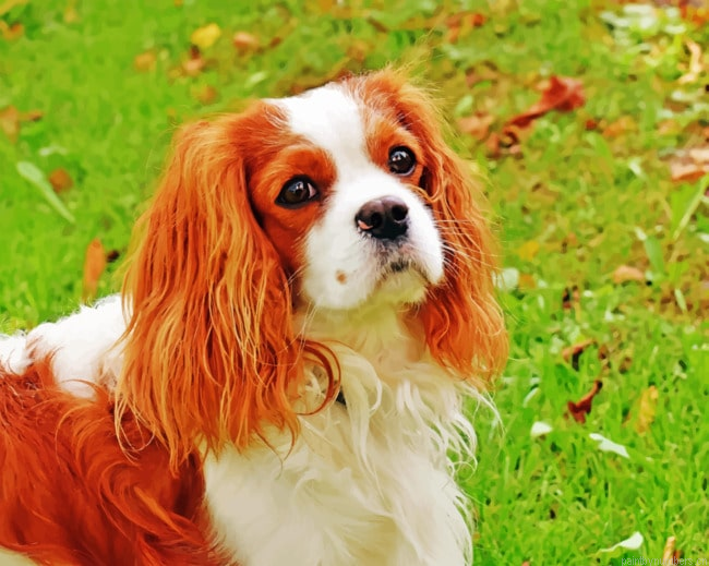 King Charles Cavalier Dog Painting By Numbers.png