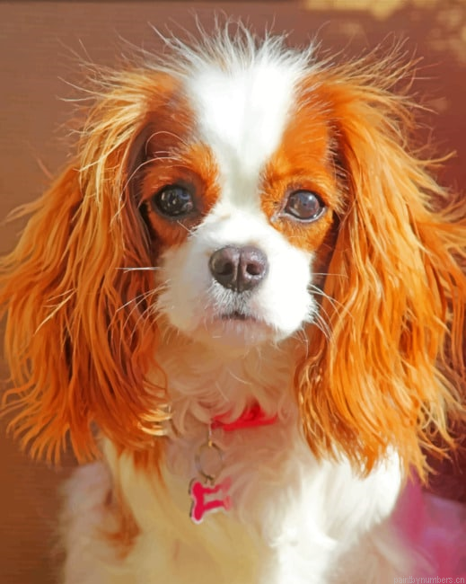 King Charles Cavalier Painting By Numbers.png