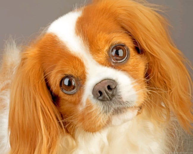 King Charles Cavalier Pet Painting By Numbers.png