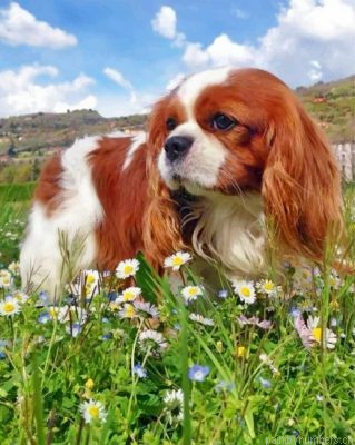 King Charles Spaniel Dog Painting By Numbers.png