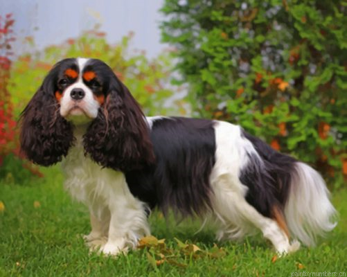 King Charles Spaniel Painting By Numbers.png