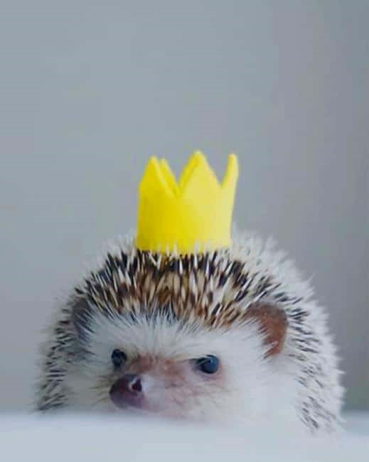 King Hedgehog Animals Painting By Numberss.png