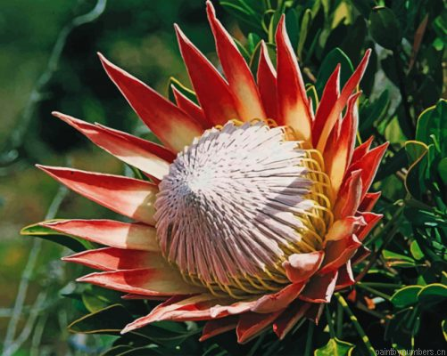 King Protea Painting By Numbers.png