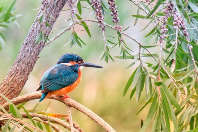 Kingfisher Birds Painting By Numbers.png