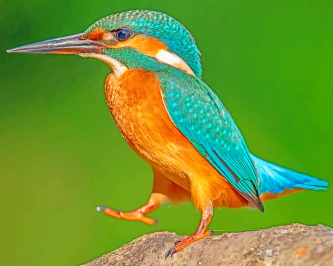 Kingfisher Standing On Rock Birds Painting By Numberss.png