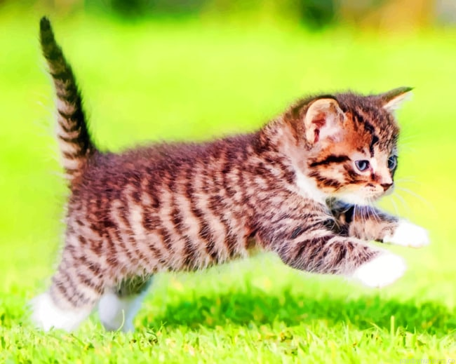 Kitten Playing In Grass Animals Painting By Numberss.png