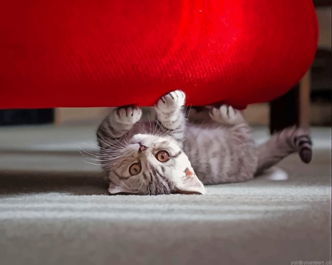 Kitten Playing Under Red Sofa Animals Painting By Numberss.png