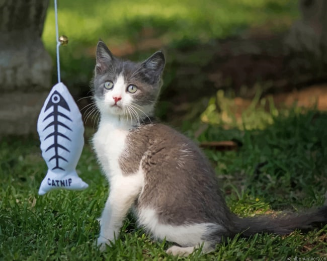 Kitten With A Catnip Toy Animals Painting By Numberss.png