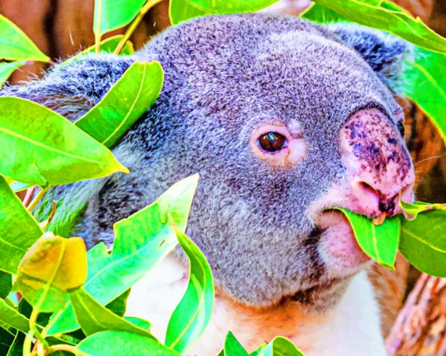 Koala Animal Eating Leaves Painting By Numberss.png