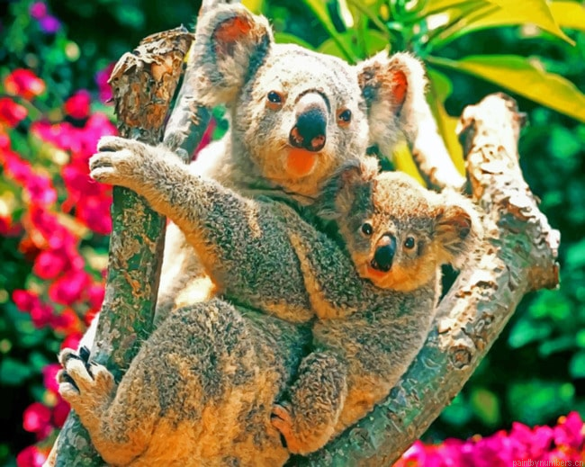 Koala Bears In The Tree Animals Painting By Numbers.png