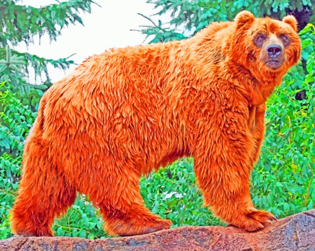 Kodiak Bear Animal Painting By Numberss.png