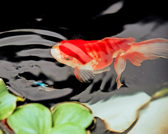 Koi Fish In Water Painting By Numberss.png