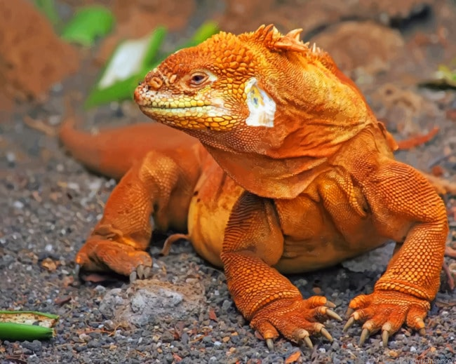 Komodo Dragon Reptiles Animals Painting By Numberss.png