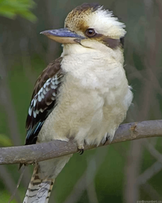 Kookaburra Bird On Tree Painting By Numberss.png