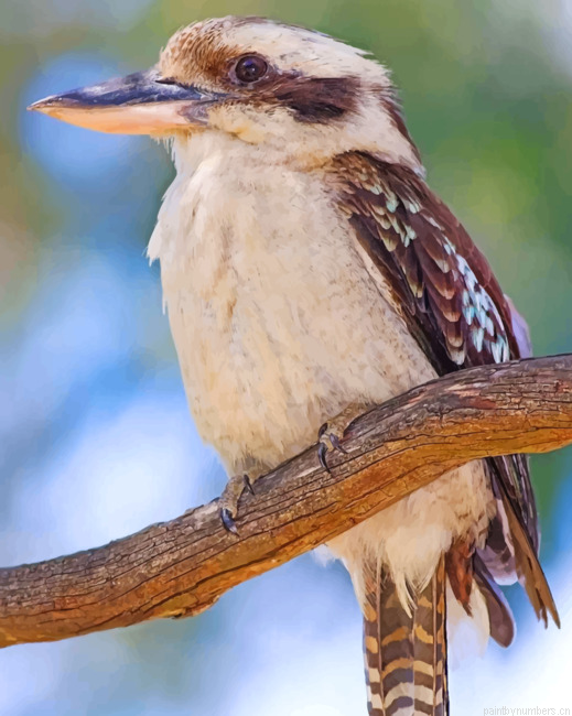 Kookaburra Bird Painting By Numberss.png