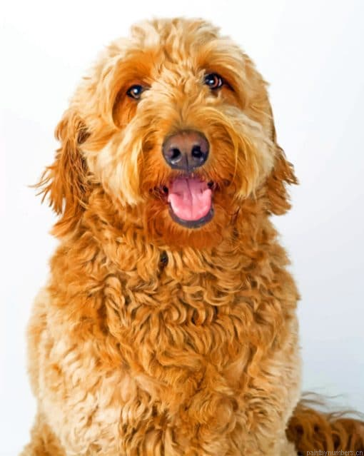 Labradoodle Painting By Numberss.png