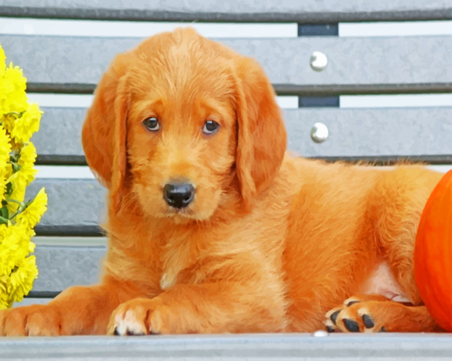 Labradoodle Puppy Painting By Numbers.png