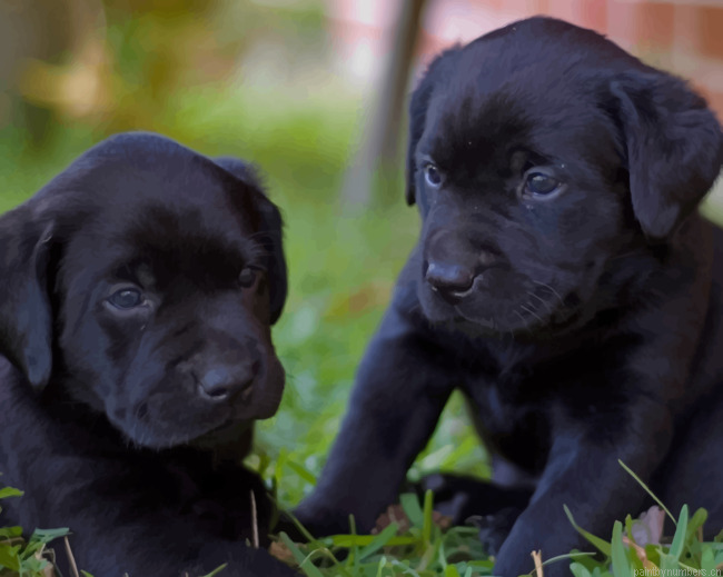 Labrador Dog Puppies Animals Painting By Numberss.png