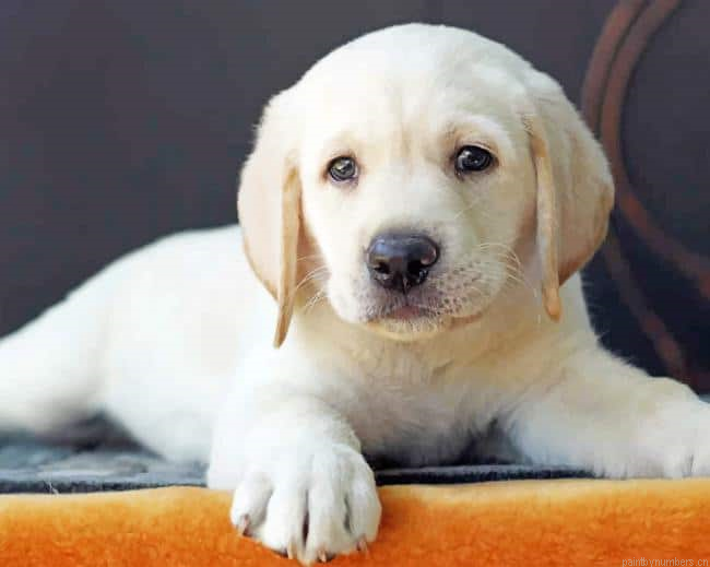 Labrador Puppy Dogs Painting By Numberss.png