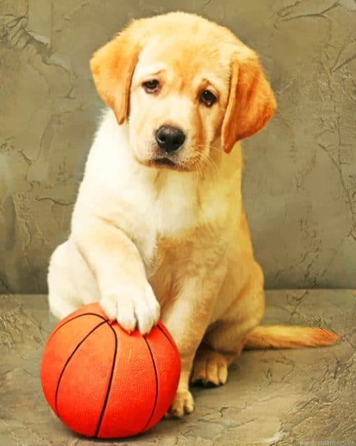 Labrador Puppy With Ball Painting By Numbers.png