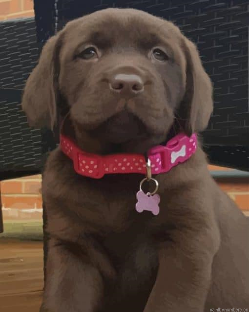 Labrador Retriever Dog Painting By Numbers.png