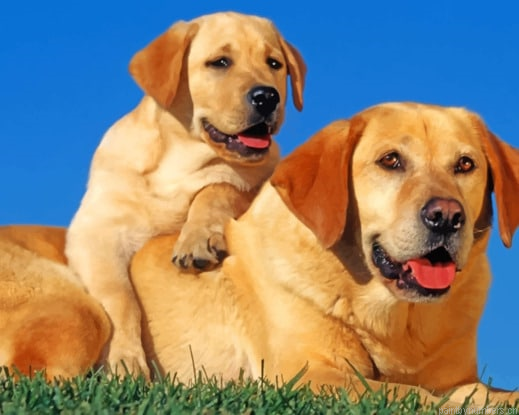 Labrador Retriever Dogs Painting By Numbers.png