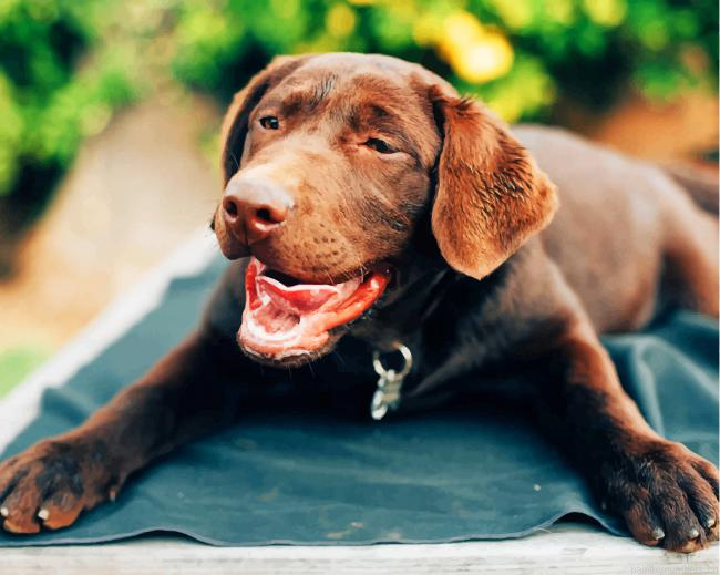 Labrador Retriever Puppy Animals Painting By Numberss.png