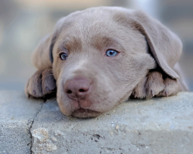Labrador Retriever Puppy Dog Animals Painting By Numberss.png