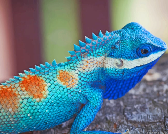 Lacerta Viridis Iguana Reptiles Painting By Numberss.png