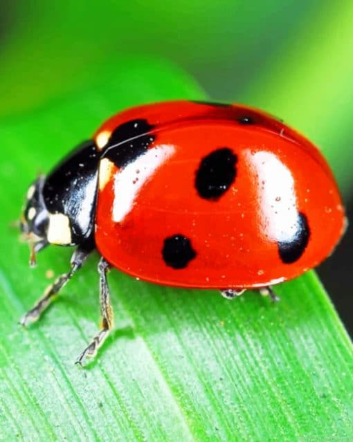 Ladybird Insect Painting By Numberss.png